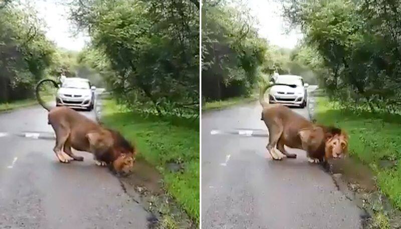 Video of Gir National Park's Asiatic lion in Gujarat welcoming monsoon goes viral again-tgy