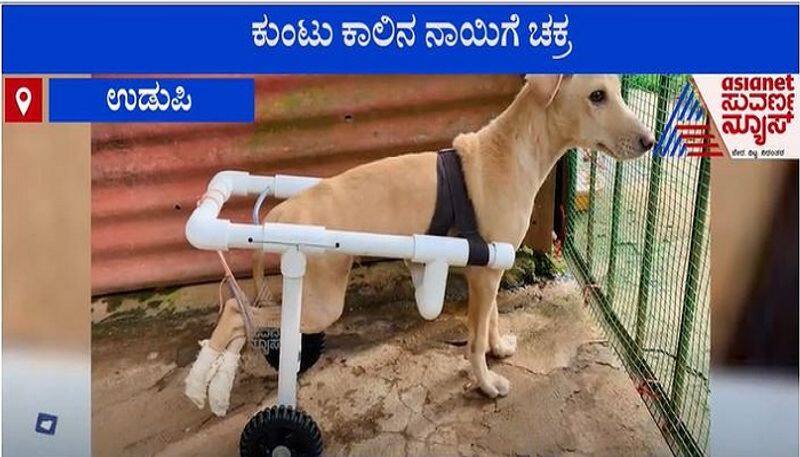 Udupi Family Innovative Idea Helps Handicapped Dog, Wins Internet mah