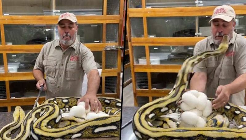 Zookeeper Gets Bitten by Giant Python on the Face; Watch Horrifying Moment Caught On Camera - gps