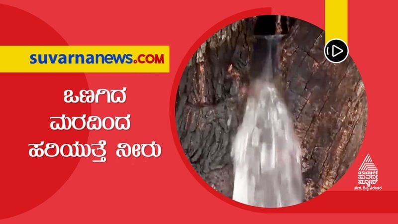 Super Special News Water Springs From Tree in Europe dpl