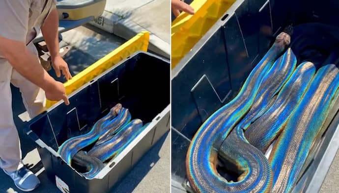 Incredible rainbow reticulated python leaves internet in awe; watch the video