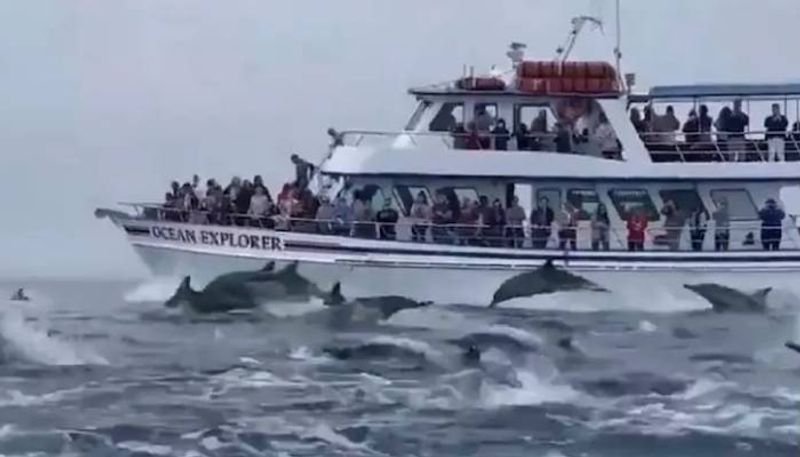 dolphin race video