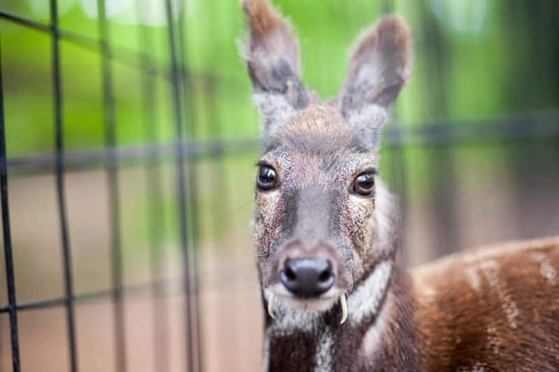 Nepal plans to launch commercial farming of wild animals