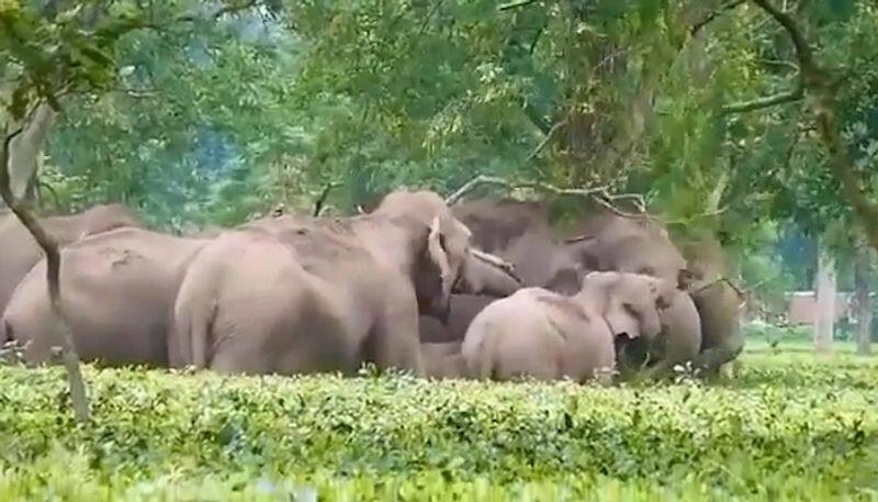 Elephant family enjoys eating leaves and twigs together, video goes viral-tgy