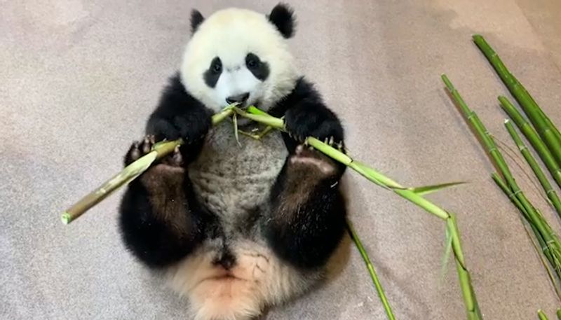 Gaint panda cub named Xiao Qi Ji munching on bamboos goes viral; watch adorable video-tgy