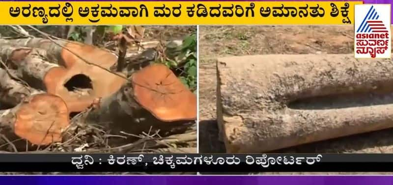 Suvarna news Cover Story impact: Tree cutters punished at Chikmagalur rbj