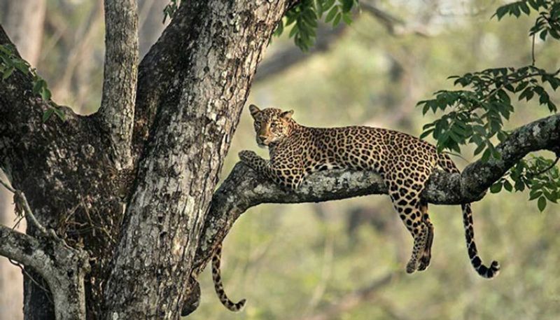 A puzzle in twitter to find A Leopard Cub Is Hiding In This Image.