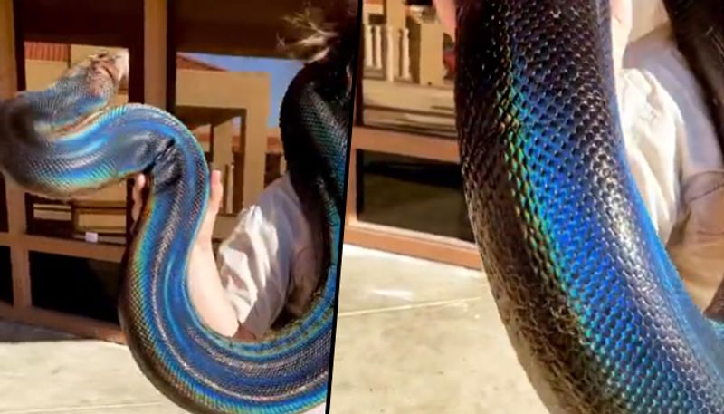 Incredible video of beautiful rainbow snake will stun you - gps