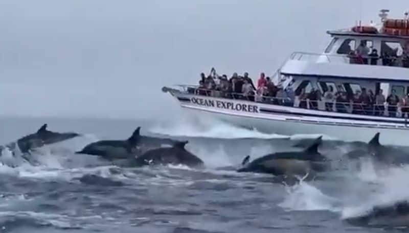 Hundreds of dolphins stampede beside tour boat; Harsh Goenka shares viral video - gps