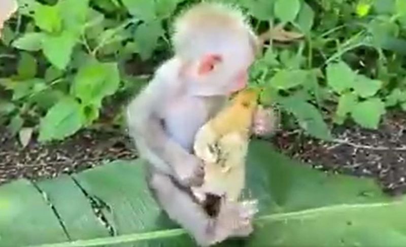 Small baby monkey seen babysitting a little chick gives it a cute kiss video goes viral ckm