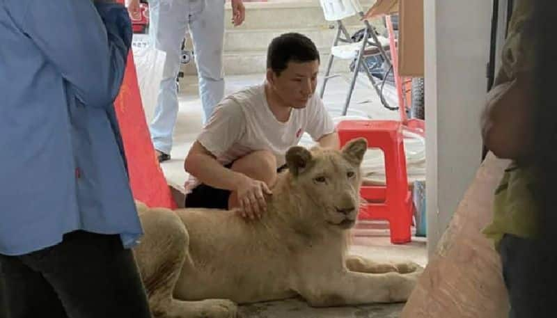 pet lion confiscated in cambodia from chinese owner