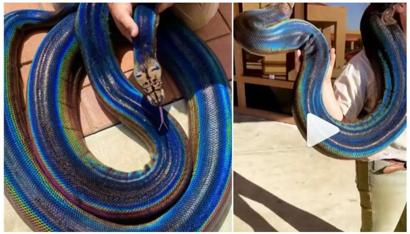 Viral Video of This Stunning Rainbow Snake