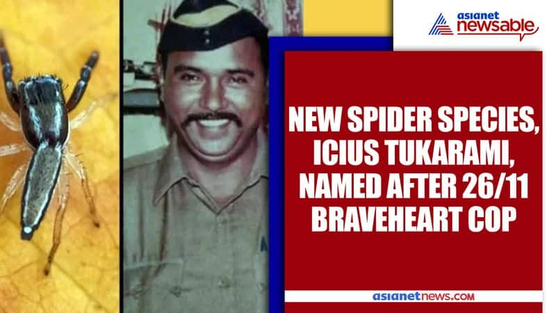 icius tukarami spider species tukaram omble mumbai terror attack ajmal kasab