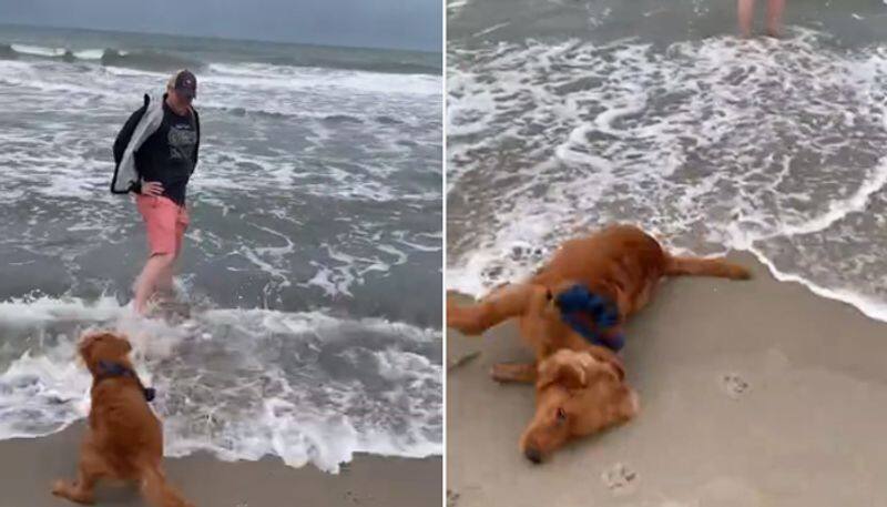 Dogs hilarious reaction to waves will make your day; Watch video - gps