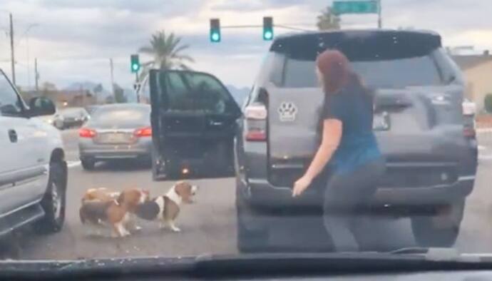 Woman rescues dogs on busy street; Watch video