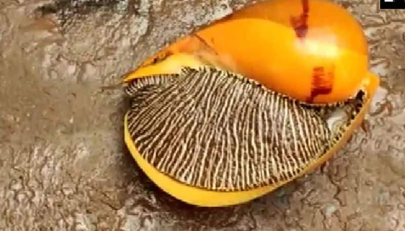 rare large sea snail found in east godavari district of andhra pradesh,