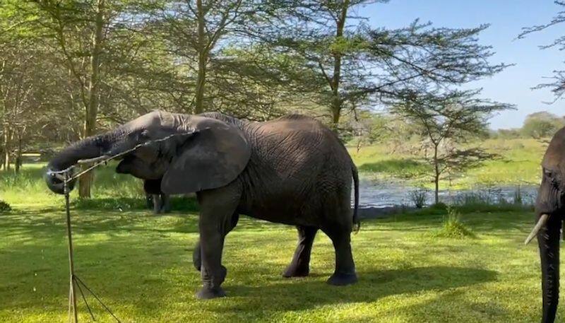 Elephant drinks water from sprinkler; watch viral video-tgy