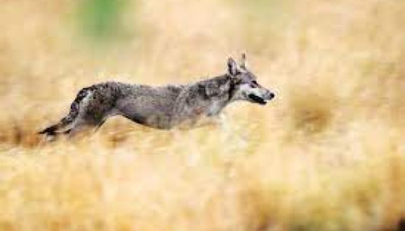 Youth Merciless behavior After Killed Wolf in lakshmeshwar snr