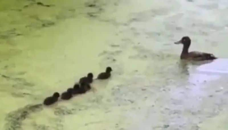 Hide and Seek of mother duck viral video