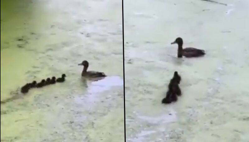 Mother duck plays 'Hide and Seek' with her ducklings; this cute video will make your day - gps