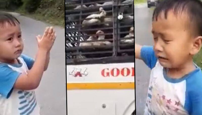 6-years-old boy gets emotional when people took his beloved chickens away from him - gps