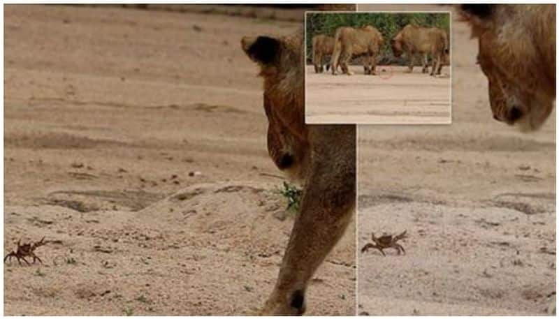 Crab or Lion who is the Warrior You can see some pictures from South Africa