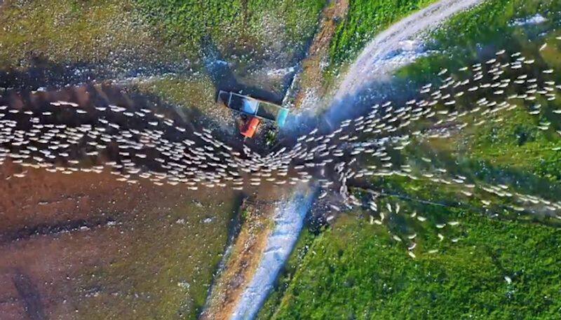 Drone photographer's epic timelapse of herd of sheep mesmerises internet; watch the video-tgy