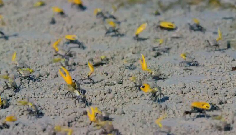 Fiddler crabs' collective movements with their colourful claws is a must watch -tgy