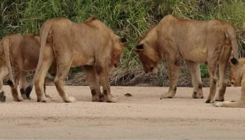 five lions follow a crab video