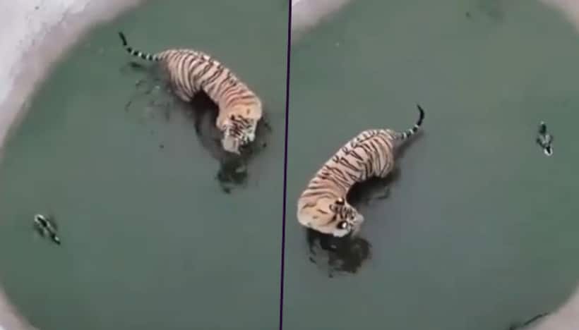 Watch Duck eludes tiger attack: Video teach us how to face problems Skilfully