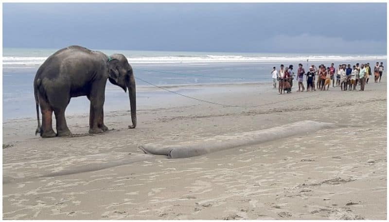 elephants rescued in Bangladesh after fleeing into Bay of Bengal