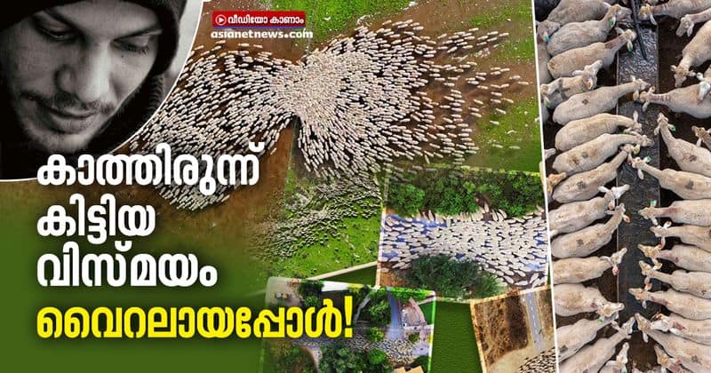 Israel based photographer records herd of sheep in epic time lapse video