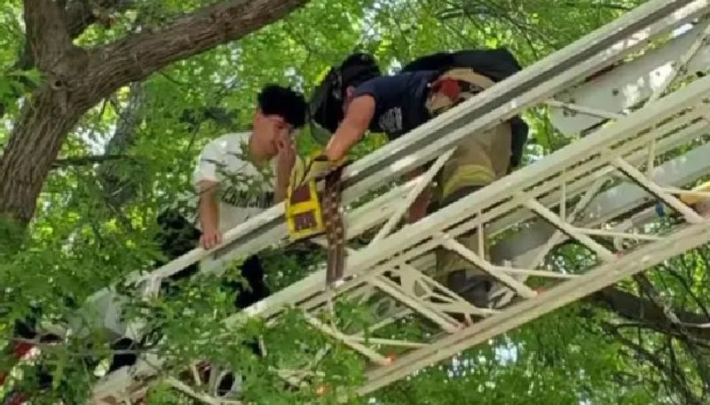 rescue video of a man and cat both got stuck in a tree