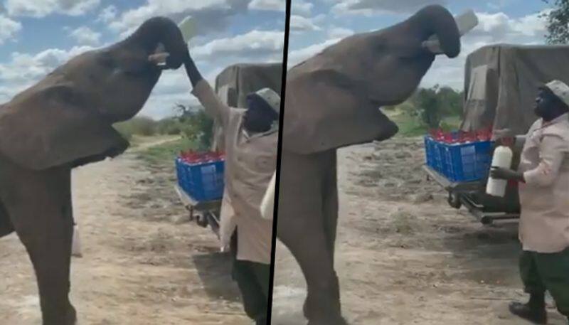 Elephant Drinks Milk From Feeding Bottle; Cute viral video will make your day - gps