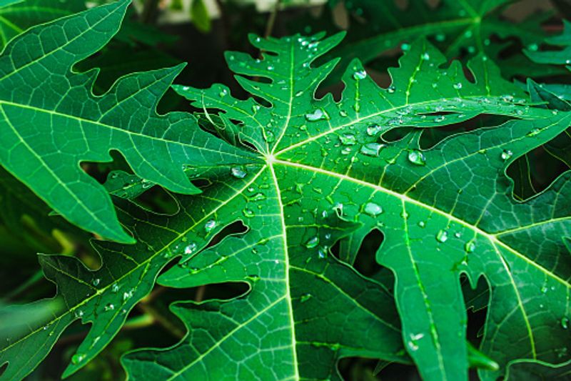 what are the benefits of papaya leaf water