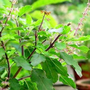 Health Tips: రోజూ మూడు తులసి ఆకులు నమలితే ఒత్తిడి తగ్గుతుందా?