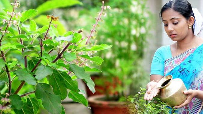 Health Tips: రోజూ మూడు తులసి ఆకులు నమలితే ఒత్తిడి తగ్గుతుందా?