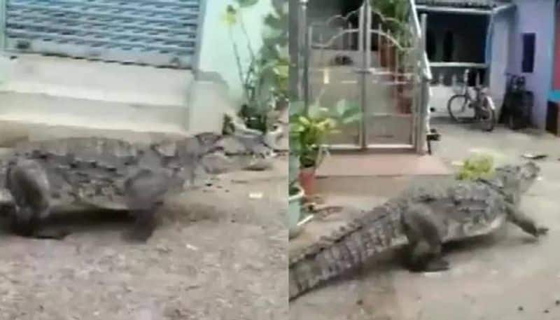 crocodile in karnataka village