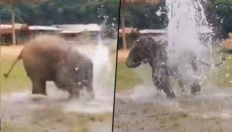 Watch Elephant playing with broken water pipe; adorable video will make your day - gps