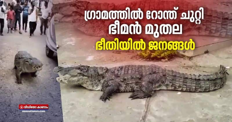 crocodile found strolling through village video goes viral