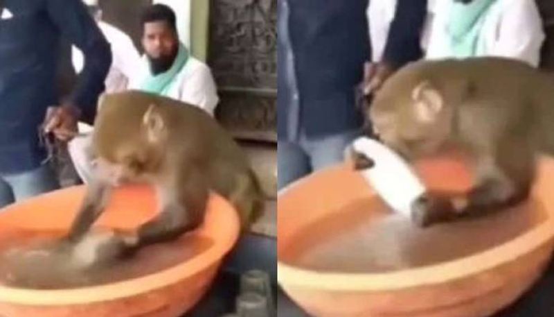 Monkey washing utensils viral video