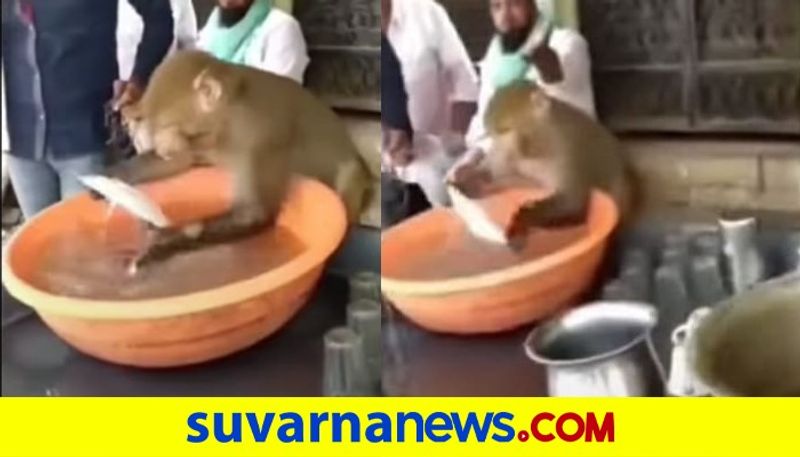 Monkey washes plates at chai stall video goes viral dpl