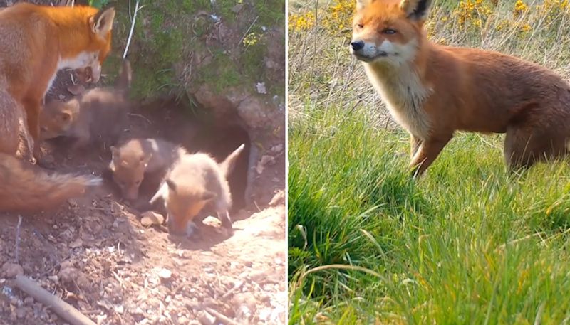 Watch Adorable video of mama fox and her tiny triplets will make your day-tgy