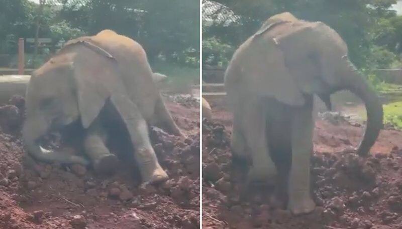 Elephant calf enjoying dust bath is pure joy to watch; wins hearts of the netizens-tgy