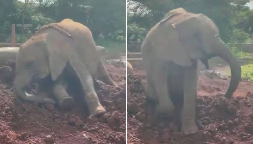 Elephant calf enjoying dust bath is pure joy to watch; wins hearts of the netizens