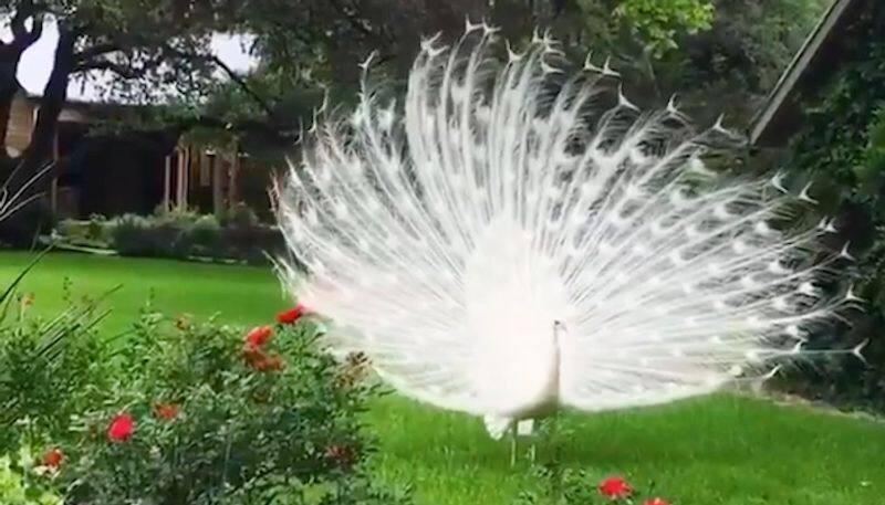 White peacock shows off his feathers, leaves netizens mesmerised-tgy