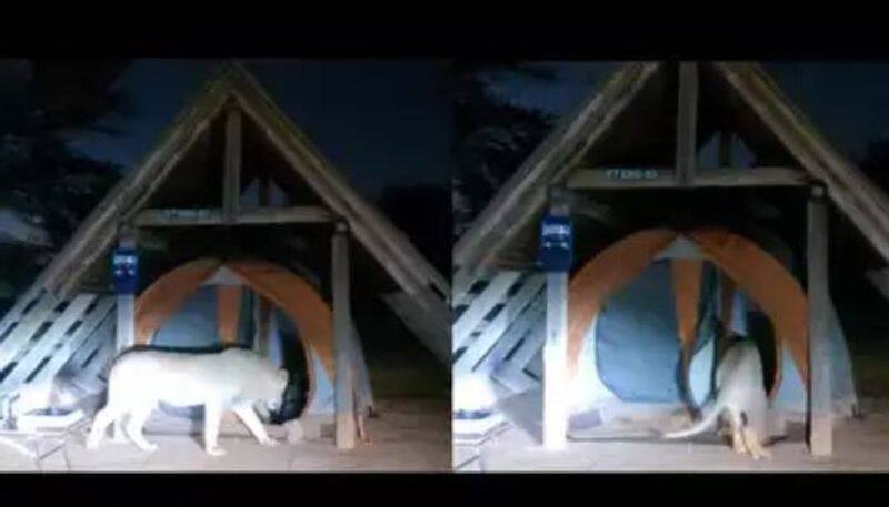 lion entering in tent viral video