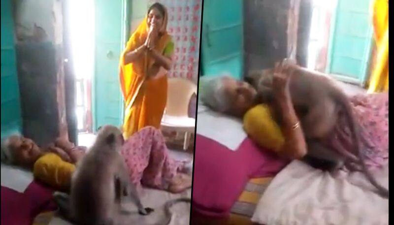 Act of Kindness: Woman who served langur falls sick, primate turns up at her home and hugs her; Watch video - gps