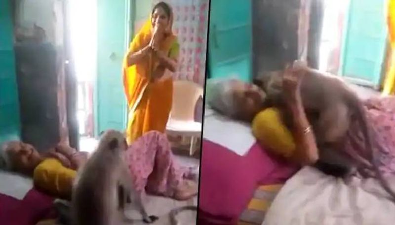 Monkey Hugs Old Woman Who Fed Him