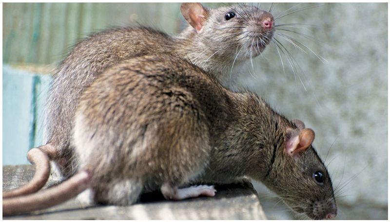 Weaver Families Pooja Offered to Rat During Ganesha Festival in Koppal grg